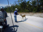 Endangered Key deer